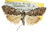  ( - CCDB-15823-C05)  @11 [ ] CreativeCommons - Attribution (2011) ANIC/CBG Photography Group Centre for Biodiversity Genomics