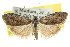  ( - CCDB-15823-C06)  @15 [ ] CreativeCommons - Attribution (2011) ANIC/CBG Photography Group Centre for Biodiversity Genomics