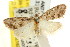  (Nola sp. ANIC38 - CCDB-15823-C08)  @11 [ ] CreativeCommons - Attribution (2011) ANIC/CBG Photography Group Centre for Biodiversity Genomics