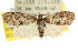  (Nola sp. ANIC39 - CCDB-15823-C11)  @13 [ ] CreativeCommons - Attribution (2011) ANIC/CBG Photography Group Centre for Biodiversity Genomics