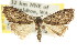  (Nola sp. ANIC41 - CCDB-15823-D02)  @11 [ ] CreativeCommons - Attribution (2011) ANIC/CBG Photography Group Centre for Biodiversity Genomics