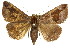  ( - CCDB-15823-E01)  @13 [ ] CreativeCommons - Attribution (2011) ANIC/CBG Photography Group Centre for Biodiversity Genomics