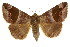  (Bastilla nielseni - CCDB-15823-E02)  @14 [ ] CreativeCommons - Attribution (2011) ANIC/CBG Photography Group Centre for Biodiversity Genomics