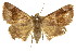  ( - CCDB-15823-E03)  @12 [ ] CreativeCommons - Attribution (2011) ANIC/CBG Photography Group Centre for Biodiversity Genomics