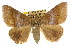  (Bastilla absentimacula - CCDB-15823-E04)  @14 [ ] CreativeCommons - Attribution (2011) ANIC/CBG Photography Group Centre for Biodiversity Genomics