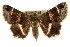  ( - CCDB-15823-E07)  @11 [ ] CreativeCommons - Attribution (2011) ANIC/CBG Photography Group Centre for Biodiversity Genomics