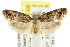  ( - CCDB-15824-F11)  @11 [ ] CreativeCommons - Attribution (2011) ANIC/CBG Photography Group Centre for Biodiversity Genomics