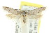  ( - CCDB-15824-G02)  @12 [ ] CreativeCommons - Attribution (2011) ANIC/CBG Photography Group Centre for Biodiversity Genomics