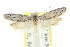  ( - CCDB-15824-G03)  @11 [ ] CreativeCommons - Attribution (2011) ANIC/CBG Photography Group Centre for Biodiversity Genomics