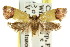  ( - CCDB-15824-G09)  @11 [ ] CreativeCommons - Attribution (2011) ANIC/CBG Photography Group Centre for Biodiversity Genomics