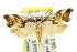  ( - CCDB-15825-F09)  @13 [ ] CreativeCommons - Attribution (2011) ANIC/CBG Photography Group Centre for Biodiversity Genomics