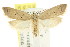  ( - CCDB-15826-F01)  @13 [ ] CreativeCommons - Attribution (2011) ANIC/CBG Photography Group Centre for Biodiversity Genomics