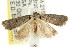  (Sclerocris sp. ANIC11 - CCDB-15827-C05)  @13 [ ] CreativeCommons - Attribution (2011) ANIC/CBG Photography Group Centre for Biodiversity Genomics