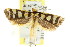  ( - CCDB-15827-D06)  @11 [ ] CreativeCommons - Attribution (2011) ANIC/CBG Photography Group Centre for Biodiversity Genomics