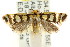  ( - CCDB-15827-D11)  @11 [ ] CreativeCommons - Attribution (2011) ANIC/CBG Photography Group Centre for Biodiversity Genomics