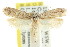  ( - CCDB-15827-F06)  @11 [ ] CreativeCommons - Attribution (2011) ANIC/CBG Photography Group Centre for Biodiversity Genomics