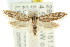  ( - CCDB-15827-G02)  @11 [ ] CreativeCommons - Attribution (2011) ANIC/CBG Photography Group Centre for Biodiversity Genomics
