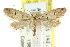  ( - CCDB-15828-B03)  @14 [ ] CreativeCommons - Attribution (2011) ANIC/CBG Photography Group Centre for Biodiversity Genomics