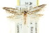  ( - CCDB-15828-E08)  @11 [ ] CreativeCommons - Attribution (2011) ANIC/CBG Photography Group Centre for Biodiversity Genomics