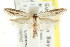  ( - CCDB-15828-E10)  @11 [ ] CreativeCommons - Attribution (2011) ANIC/CBG Photography Group Centre for Biodiversity Genomics