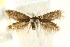 ( - CCDB-15829-A06)  @11 [ ] CreativeCommons - Attribution (2011) ANIC/CBG Photography Group Centre for Biodiversity Genomics