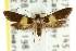  ( - CCDB-15830-C07)  @11 [ ] CreativeCommons - Attribution (2011) ANIC/CBG Photography Group Centre for Biodiversity Genomics