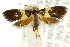  ( - CCDB-15830-C09)  @11 [ ] CreativeCommons - Attribution (2011) ANIC/CBG Photography Group Centre for Biodiversity Genomics