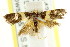  ( - CCDB-15830-C11)  @11 [ ] CreativeCommons - Attribution (2011) ANIC/CBG Photography Group Centre for Biodiversity Genomics