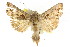  ( - CCDB-15831-A06)  @14 [ ] CreativeCommons - Attribution (2011) ANIC/CBG Photography Group Centre for Biodiversity Genomics