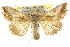  ( - CCDB-15831-A07)  @14 [ ] CreativeCommons - Attribution (2011) ANIC/CBG Photography Group Centre for Biodiversity Genomics