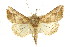  (Ctenoplusia sp. ANIC1 - CCDB-15831-A08)  @11 [ ] CreativeCommons - Attribution (2011) ANIC/CBG Photography Group Centre for Biodiversity Genomics