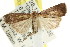  ( - CCDB-15831-C02)  @14 [ ] CreativeCommons - Attribution (2011) ANIC/CBG Photography Group Centre for Biodiversity Genomics