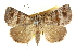  ( - CCDB-15831-D11)  @11 [ ] CreativeCommons - Attribution (2011) ANIC/CBG Photography Group Centre for Biodiversity Genomics
