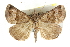  ( - CCDB-15831-D12)  @14 [ ] CreativeCommons - Attribution (2011) ANIC/CBG Photography Group Centre for Biodiversity Genomics