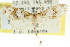  ( - CCDB-15831-E08)  @12 [ ] CreativeCommons - Attribution (2011) ANIC/CBG Photography Group Centre for Biodiversity Genomics