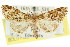  (Arrade sp. ANIC2 - CCDB-15831-E10)  @13 [ ] CreativeCommons - Attribution (2011) ANIC/CBG Photography Group Centre for Biodiversity Genomics