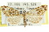  ( - CCDB-15831-E11)  @11 [ ] CreativeCommons - Attribution (2011) ANIC/CBG Photography Group Centre for Biodiversity Genomics