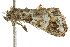  ( - CCDB-15831-F02)  @12 [ ] CreativeCommons - Attribution (2011) ANIC/CBG Photography Group Centre for Biodiversity Genomics