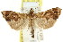  ( - CCDB-15831-F03)  @13 [ ] CreativeCommons - Attribution (2011) ANIC/CBG Photography Group Centre for Biodiversity Genomics
