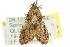  ( - CCDB-15831-F05)  @14 [ ] CreativeCommons - Attribution (2011) ANIC/CBG Photography Group Centre for Biodiversity Genomics