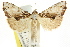  (Arrade cristatum - CCDB-15831-F06)  @15 [ ] CreativeCommons - Attribution (2011) ANIC/CBG Photography Group Centre for Biodiversity Genomics