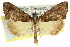  ( - CCDB-15831-F08)  @15 [ ] CreativeCommons - Attribution (2011) ANIC/CBG Photography Group Centre for Biodiversity Genomics