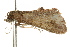  ( - CCDB-15831-F09)  @12 [ ] CreativeCommons - Attribution (2011) ANIC/CBG Photography Group Centre for Biodiversity Genomics