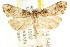  ( - CCDB-15831-F10)  @12 [ ] CreativeCommons - Attribution (2011) ANIC/CBG Photography Group Centre for Biodiversity Genomics