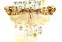  ( - CCDB-15831-F11)  @12 [ ] CreativeCommons - Attribution (2011) ANIC/CBG Photography Group Centre for Biodiversity Genomics