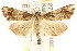  (Arrade sp. ANIC7 - CCDB-15831-F12)  @13 [ ] CreativeCommons - Attribution (2011) ANIC/CBG Photography Group Centre for Biodiversity Genomics