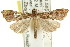  ( - CCDB-15831-G05)  @12 [ ] CreativeCommons - Attribution (2011) ANIC/CBG Photography Group Centre for Biodiversity Genomics
