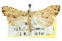  ( - CCDB-15831-G06)  @13 [ ] CreativeCommons - Attribution (2011) ANIC/CBG Photography Group Centre for Biodiversity Genomics