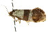  ( - CCDB-15835-D06)  @11 [ ] CreativeCommons - Attribution (2011) ANIC/CBG Photography Group Centre for Biodiversity Genomics