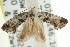  (Eupselia sp. ANICMK46 - CCDB-15835-F12)  @13 [ ] CreativeCommons - Attribution (2011) ANIC/CBG Photography Group Centre for Biodiversity Genomics